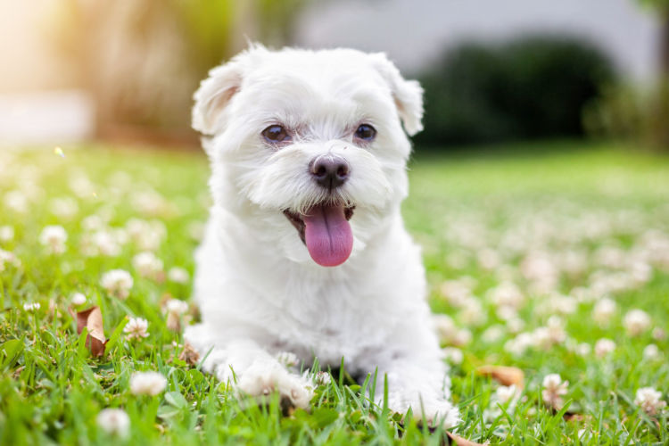 �g���~���O �R����