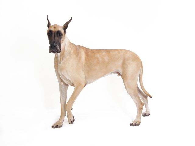 �g���~���O �R����