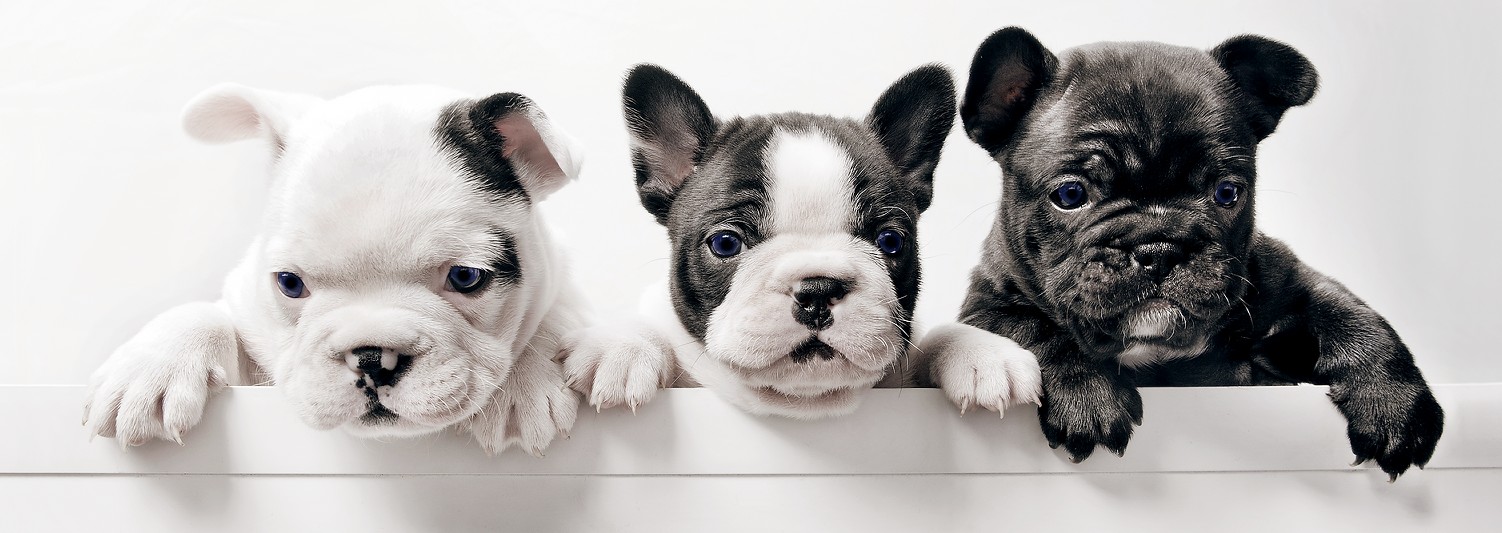 �I���[�W�� �Q��