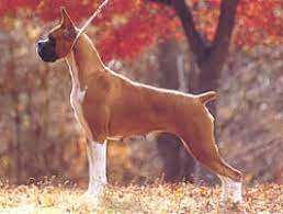 �g���~���O �R����