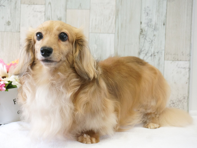 �g���~���O �R����