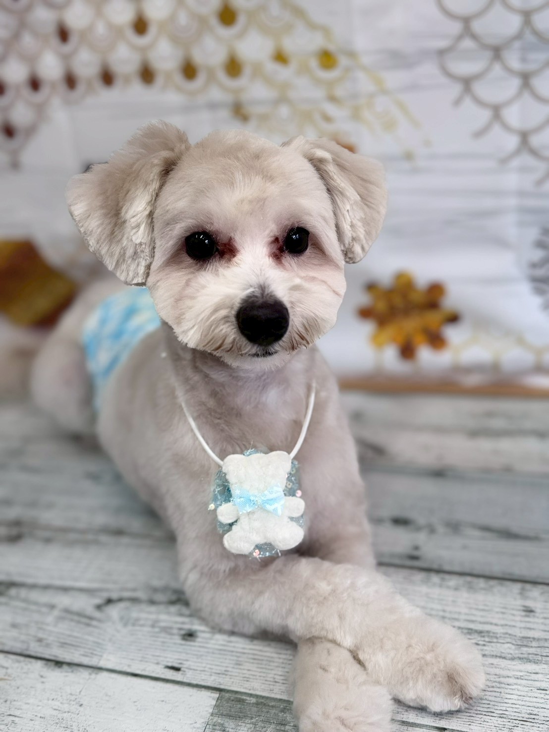 �I���[�W�� �挎�̂��q�l