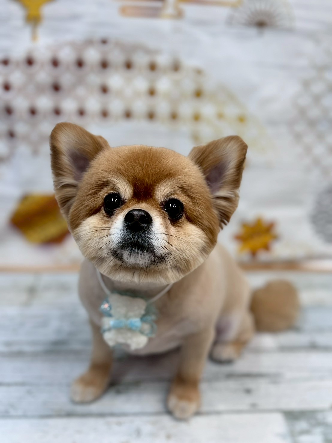 �I���[�W�� �挎�̂��q�l