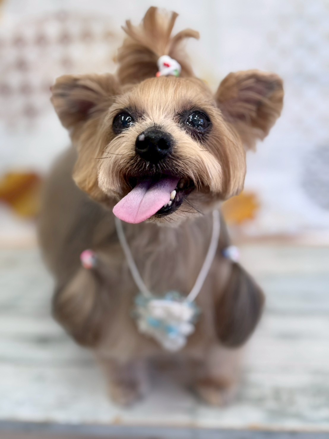 �I���[�W�� �挎�̂��q�l