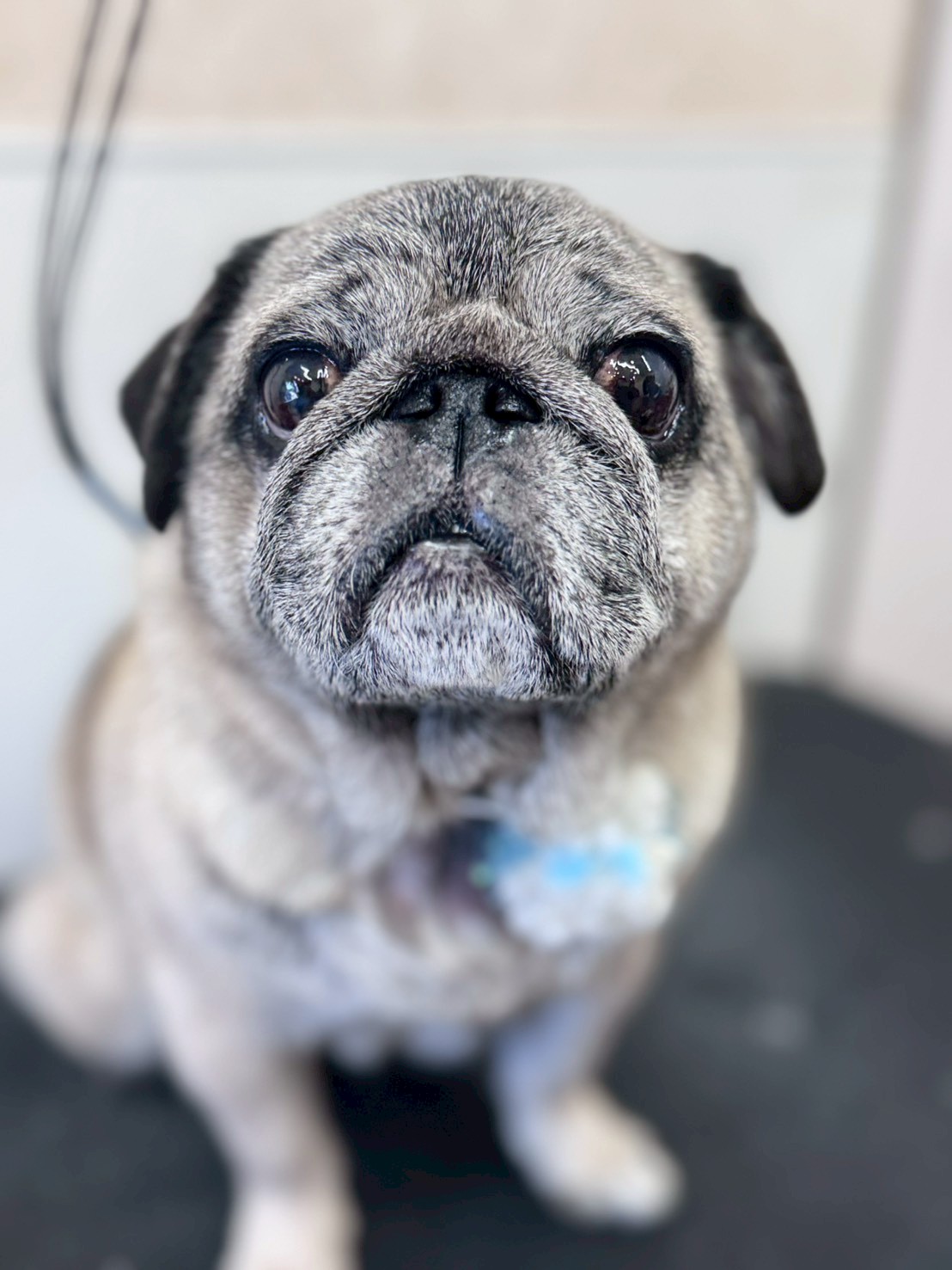 �I���[�W�� �挎�̂��q�l