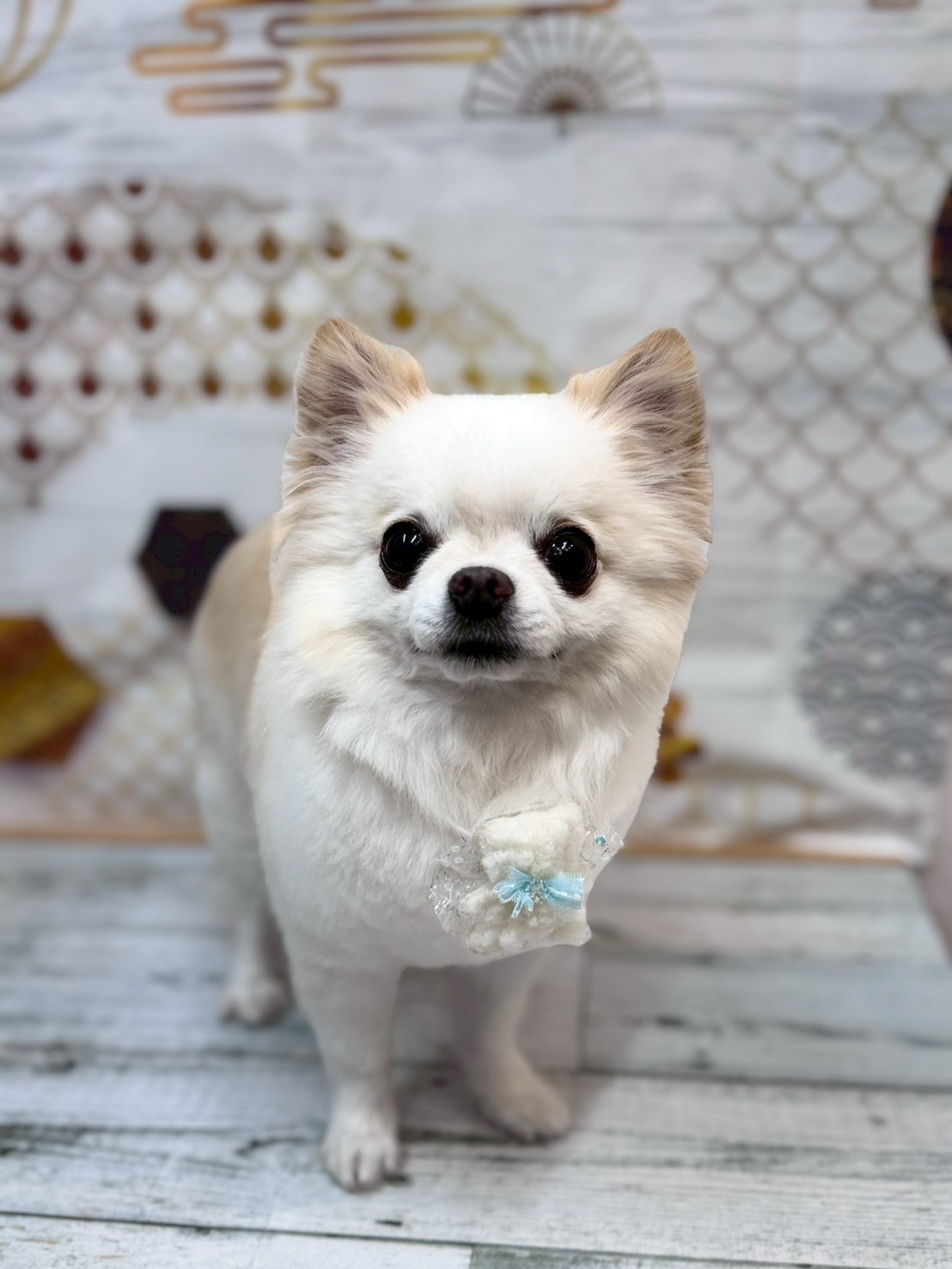 �I���[�W�� �挎�̂��q�l