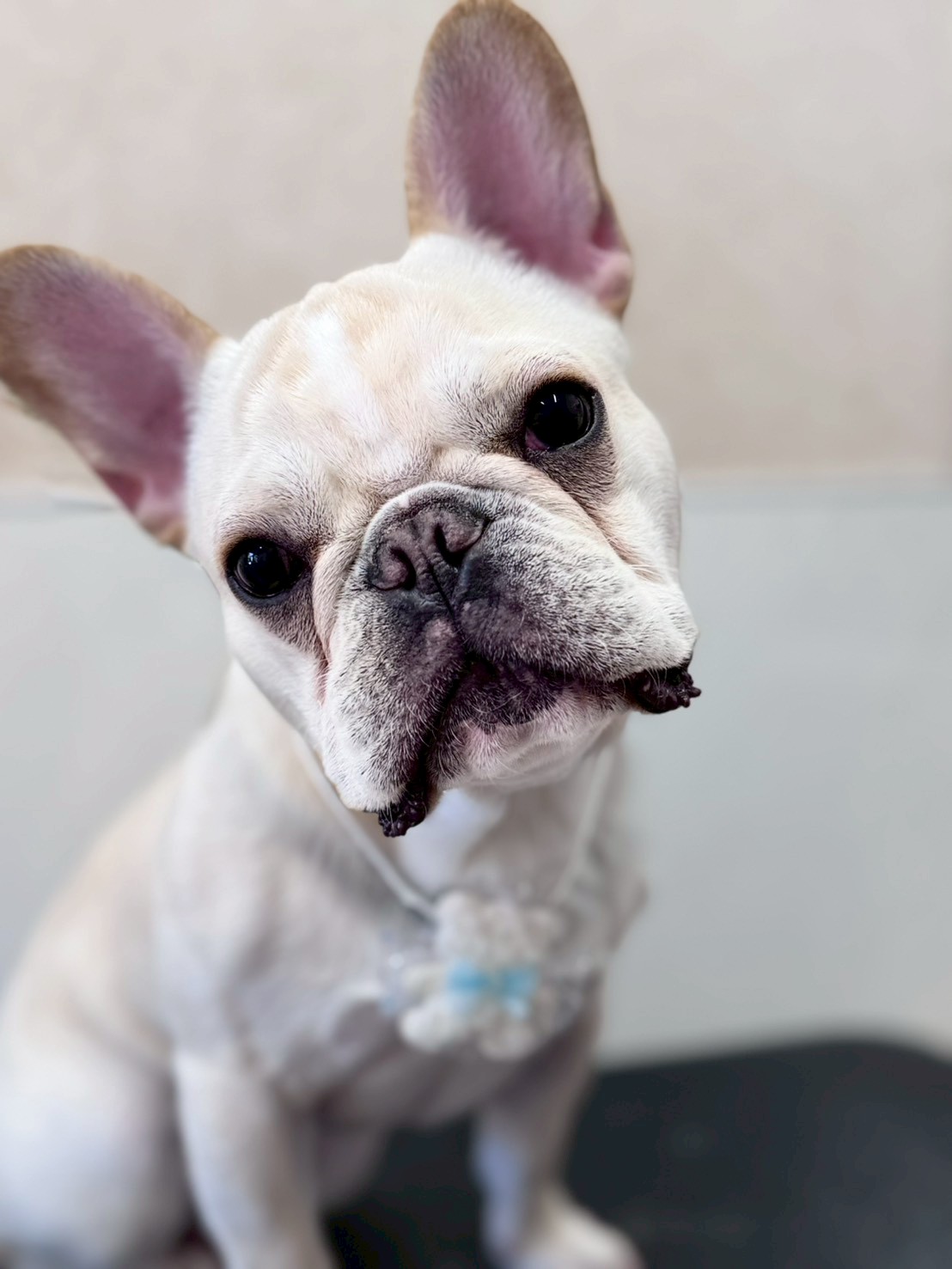 �I���[�W�� �挎�̂��q�l