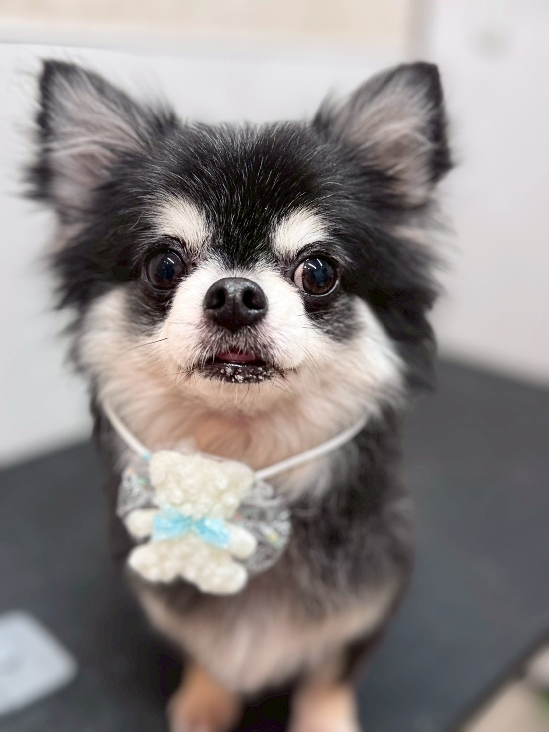 �I���[�W�� �挎�̂��q�l