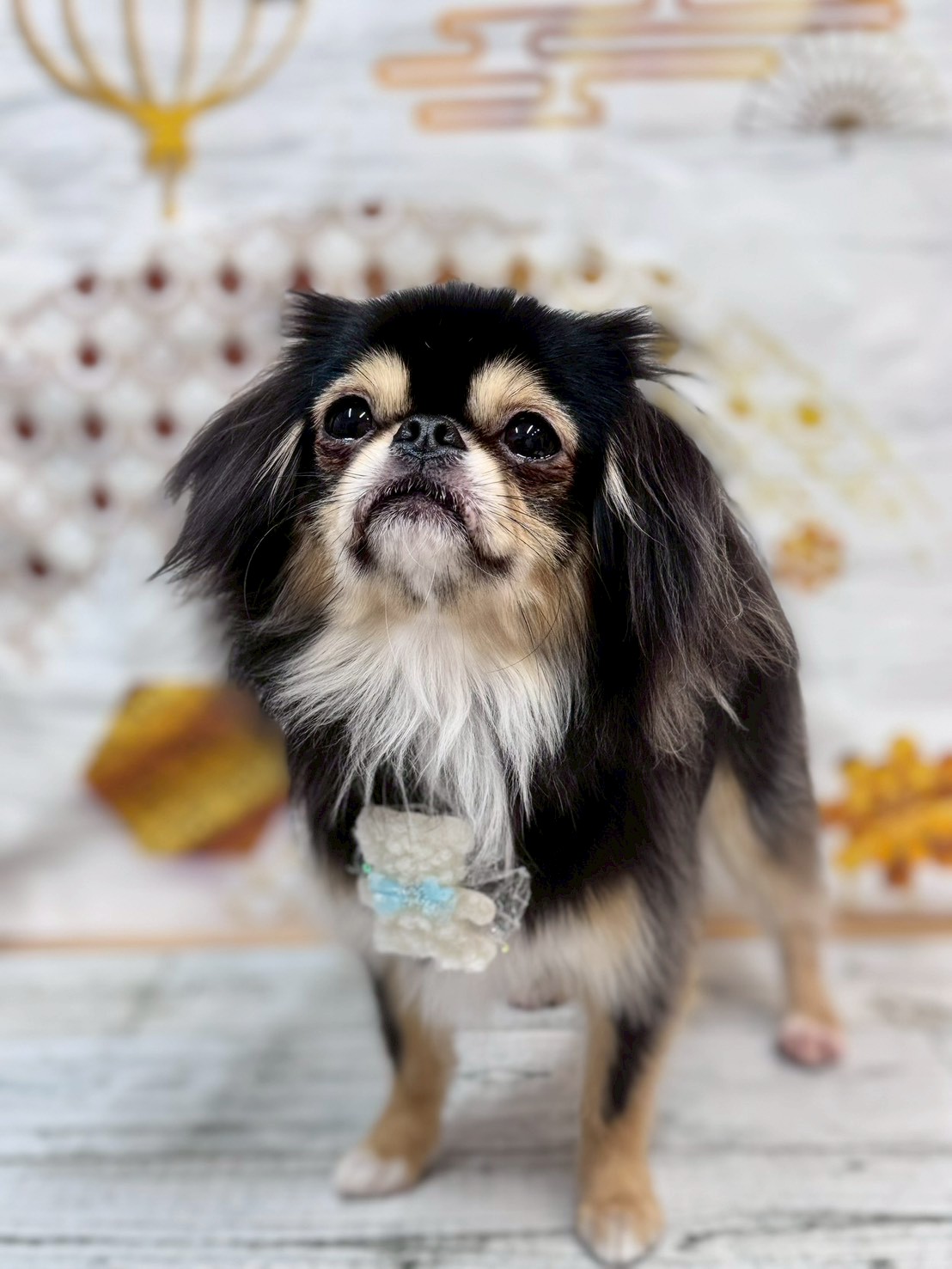 �I���[�W�� �挎�̂��q�l