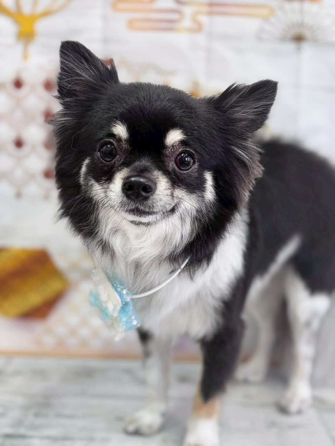 �I���[�W�� �挎�̂��q�l