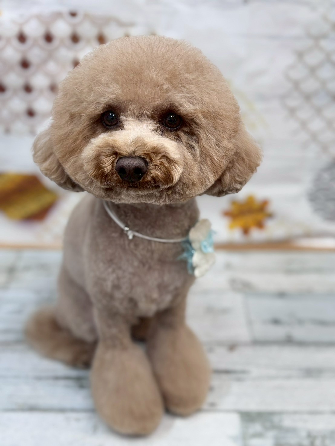 �I���[�W�� �挎�̂��q�l