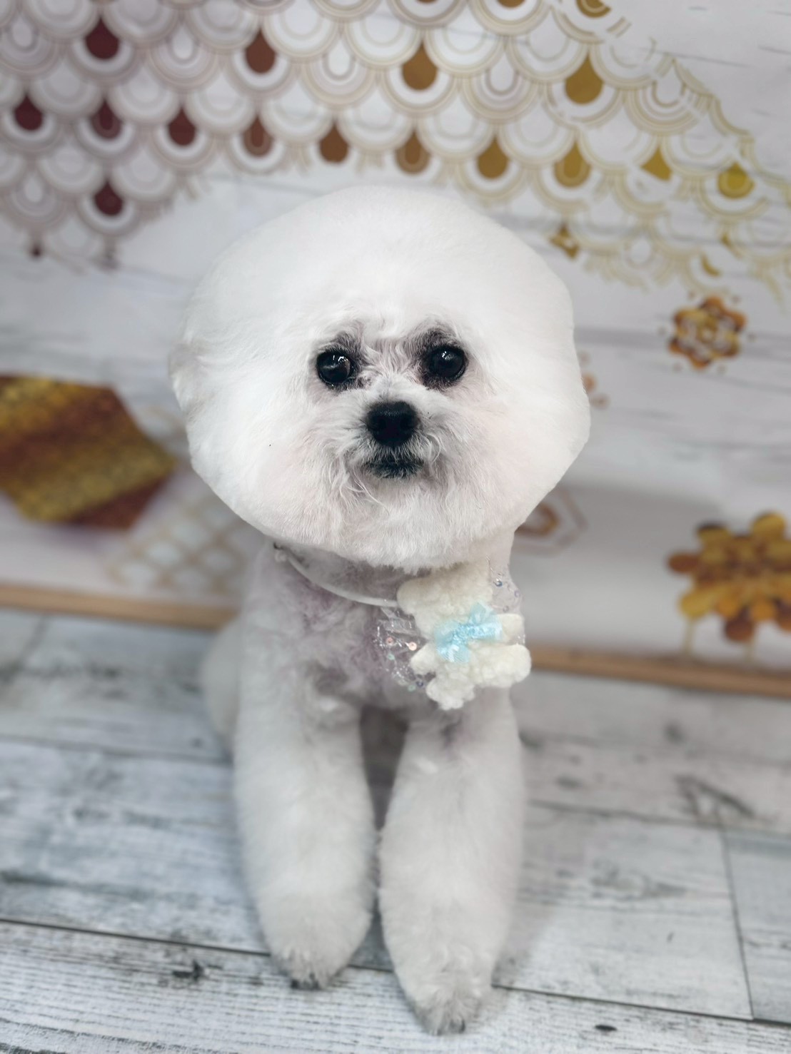 �I���[�W�� �挎�̂��q�l