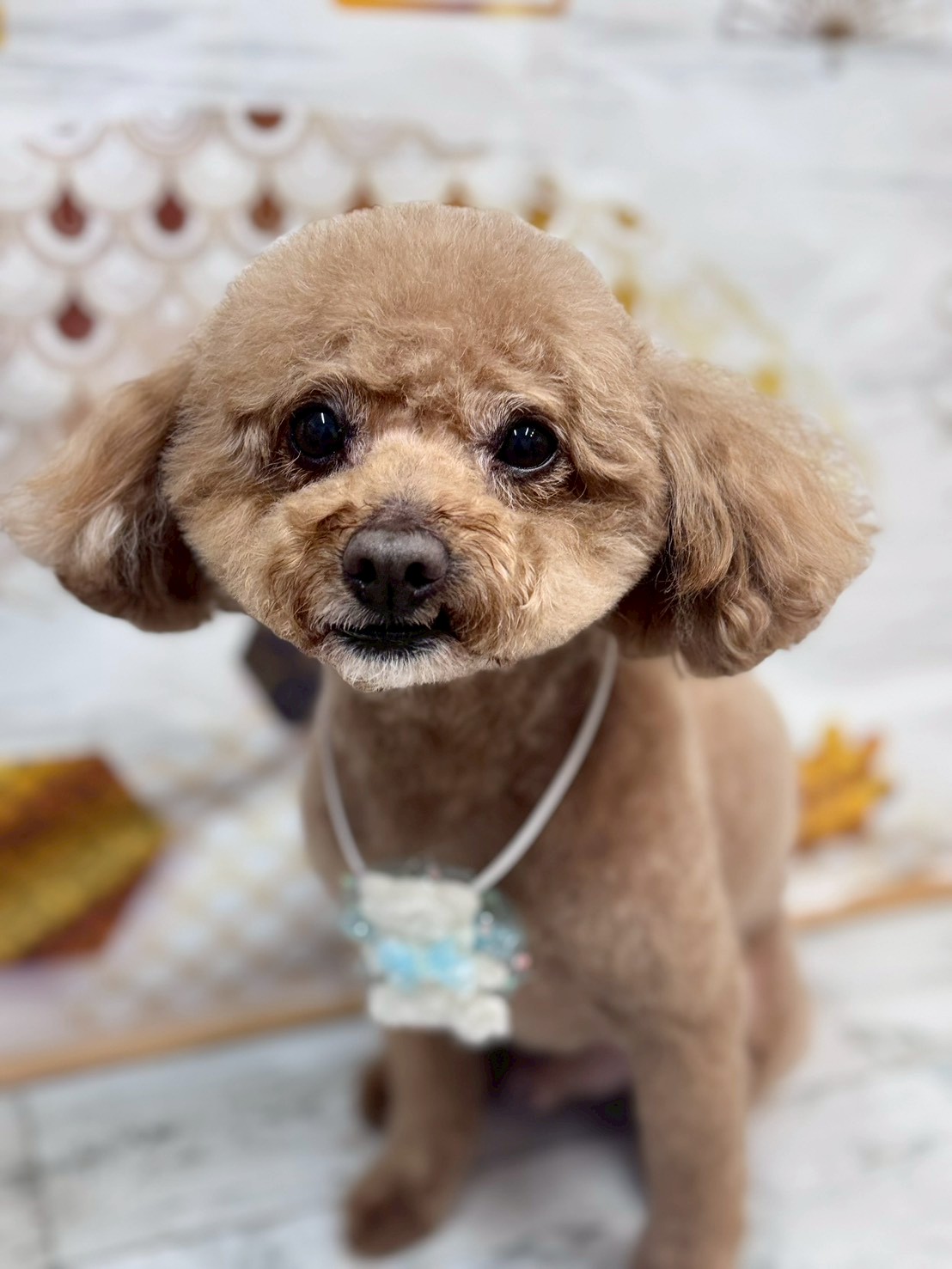 �I���[�W�� �挎�̂��q�l