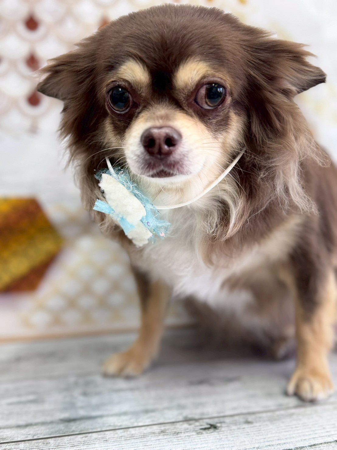 �I���[�W�� �挎�̂��q�l