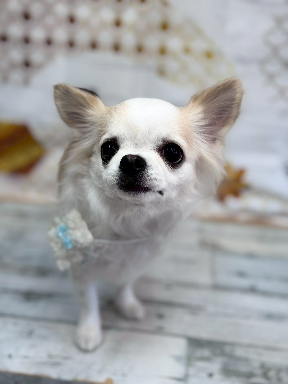 �I���[�W�� �挎�̂��q�l