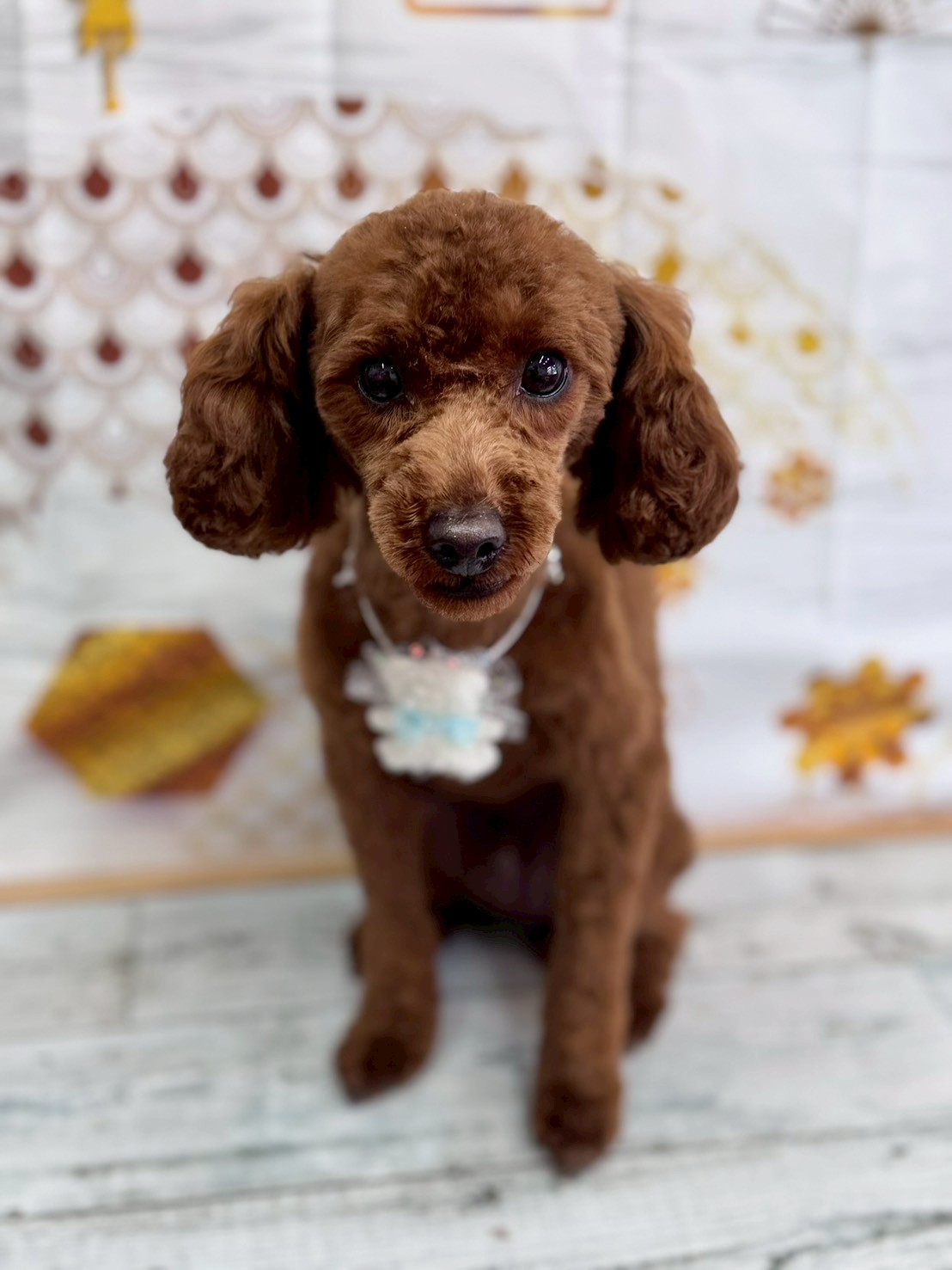 �I���[�W�� �挎�̂��q�l