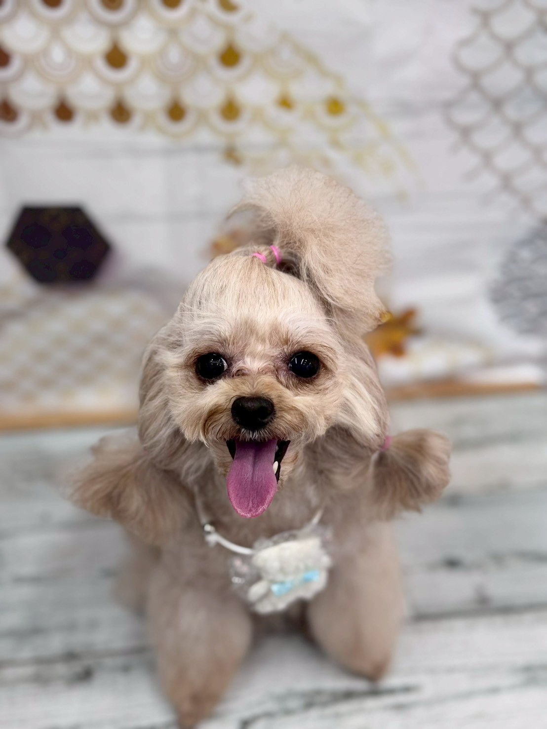 �I���[�W�� �挎�̂��q�l