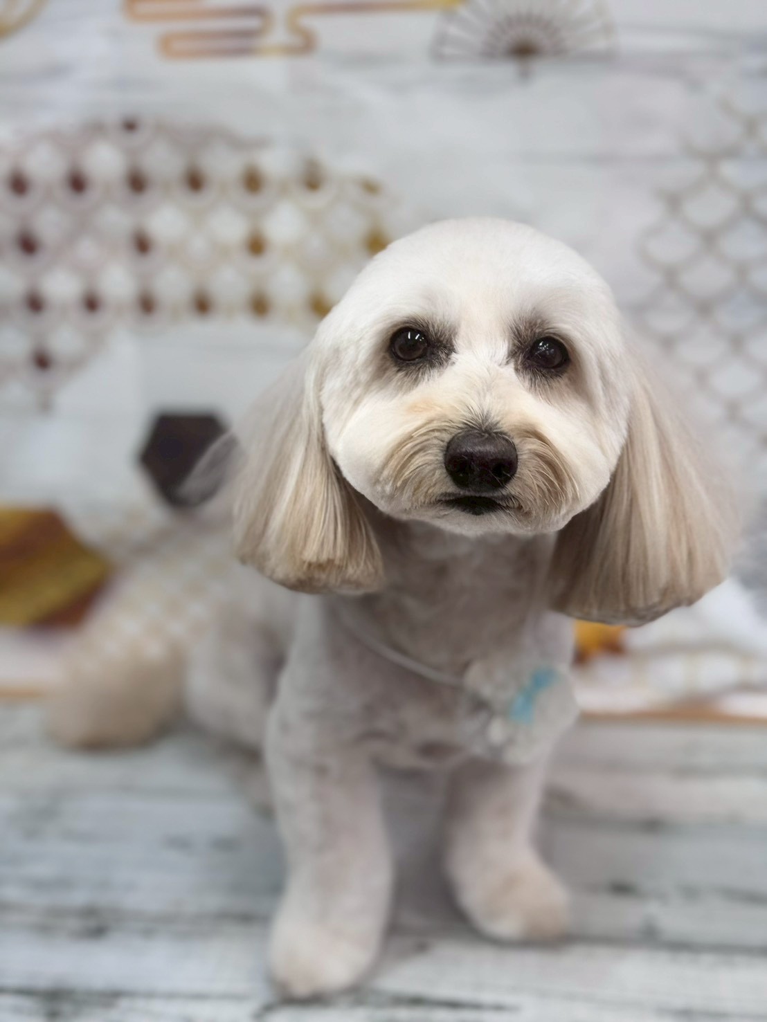 �I���[�W�� �挎�̂��q�l