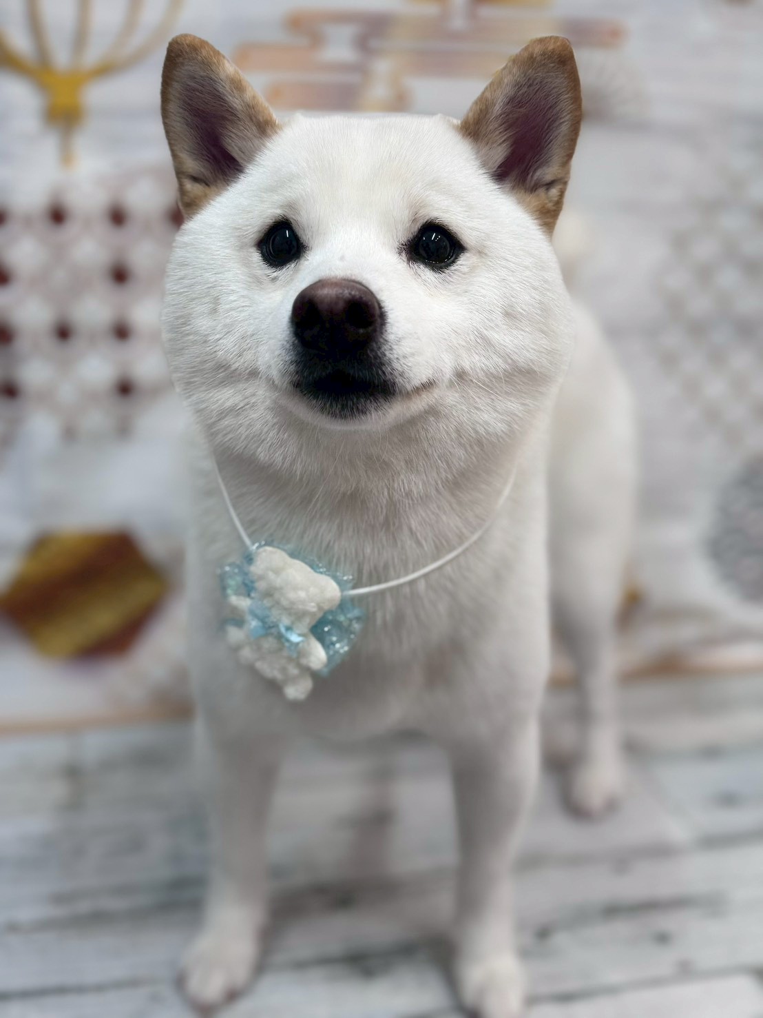 �I���[�W�� �挎�̂��q�l