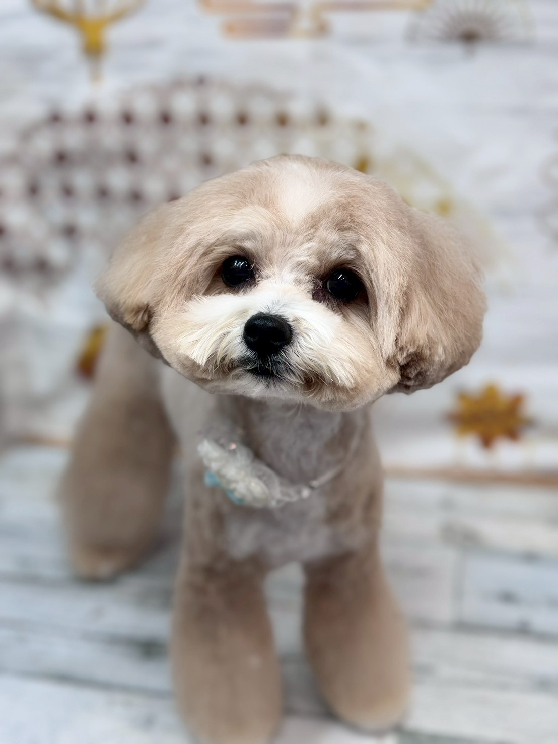 �I���[�W�� �挎�̂��q�l