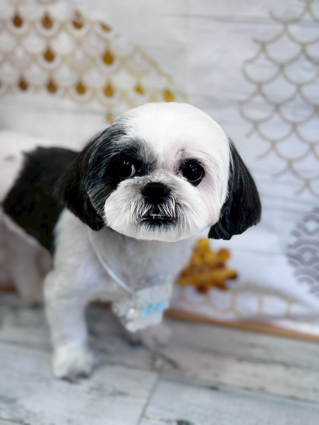 �I���[�W�� �挎�̂��q�l