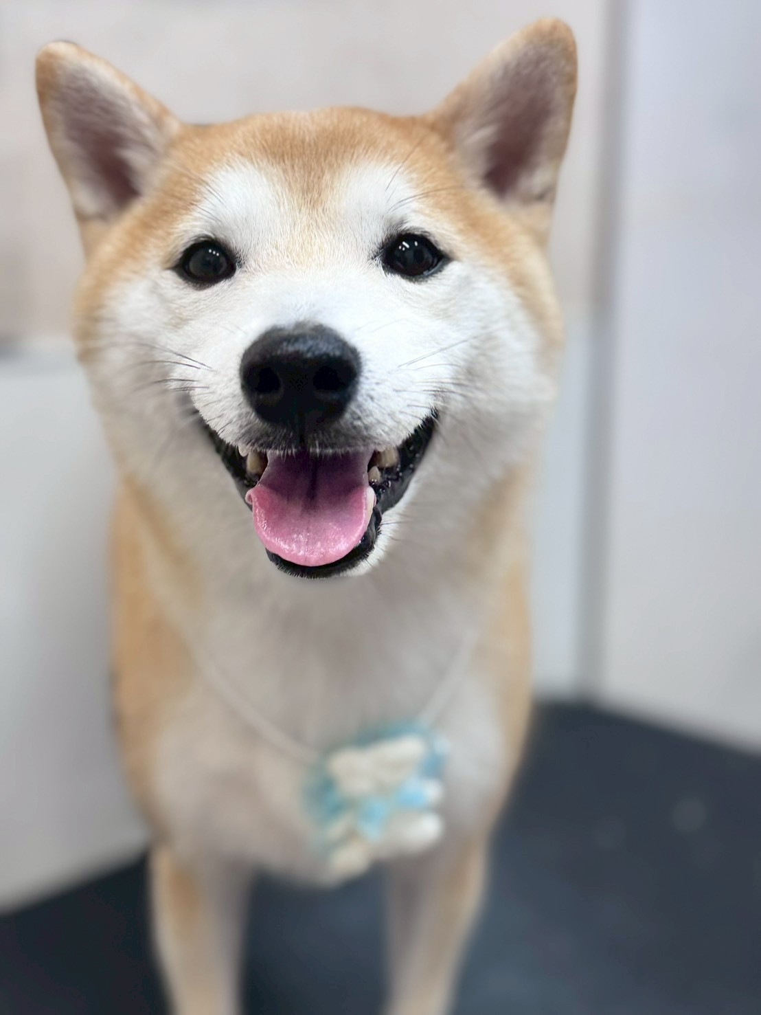 �I���[�W�� �挎�̂��q�l