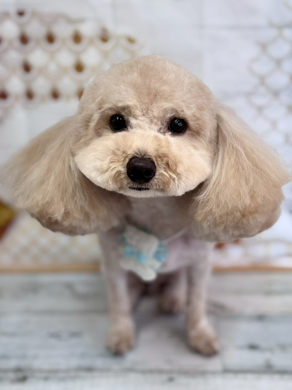 �I���[�W�� �挎�̂��q�l