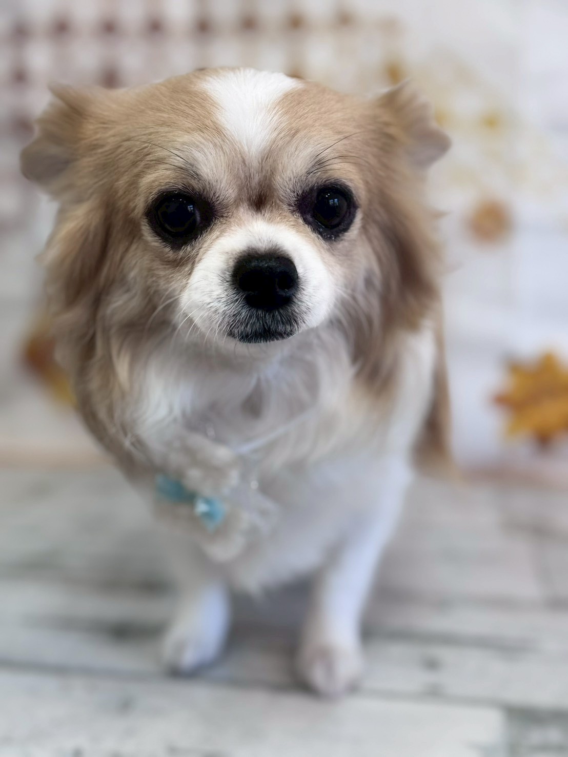 �I���[�W�� �挎�̂��q�l