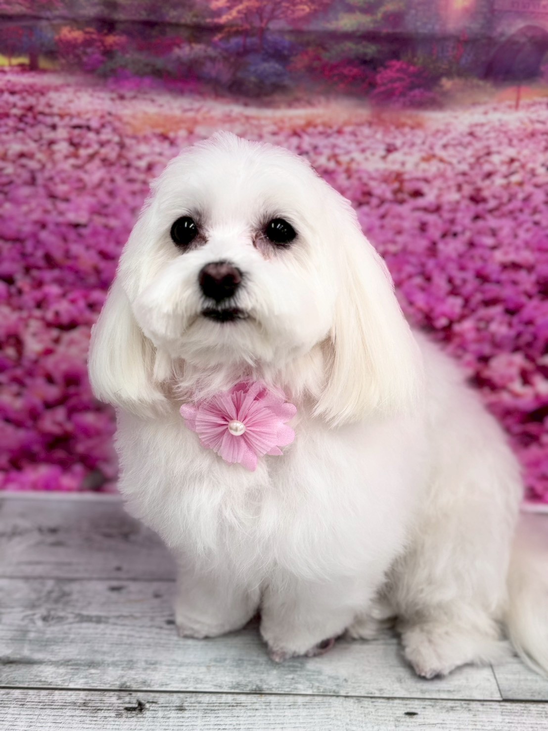 �I���[�W�� �挎�̂��q�l