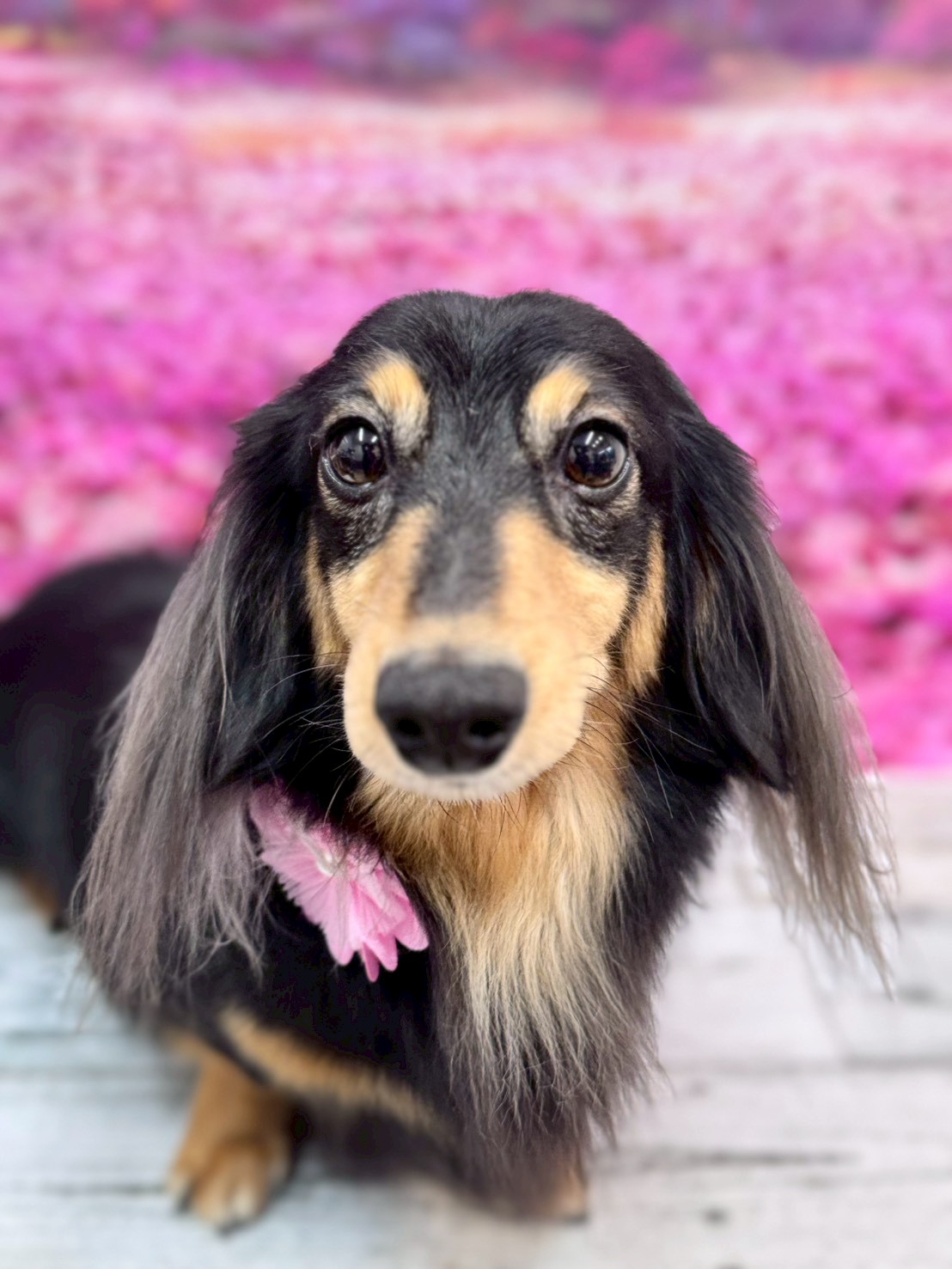 �I���[�W�� �挎�̂��q�l