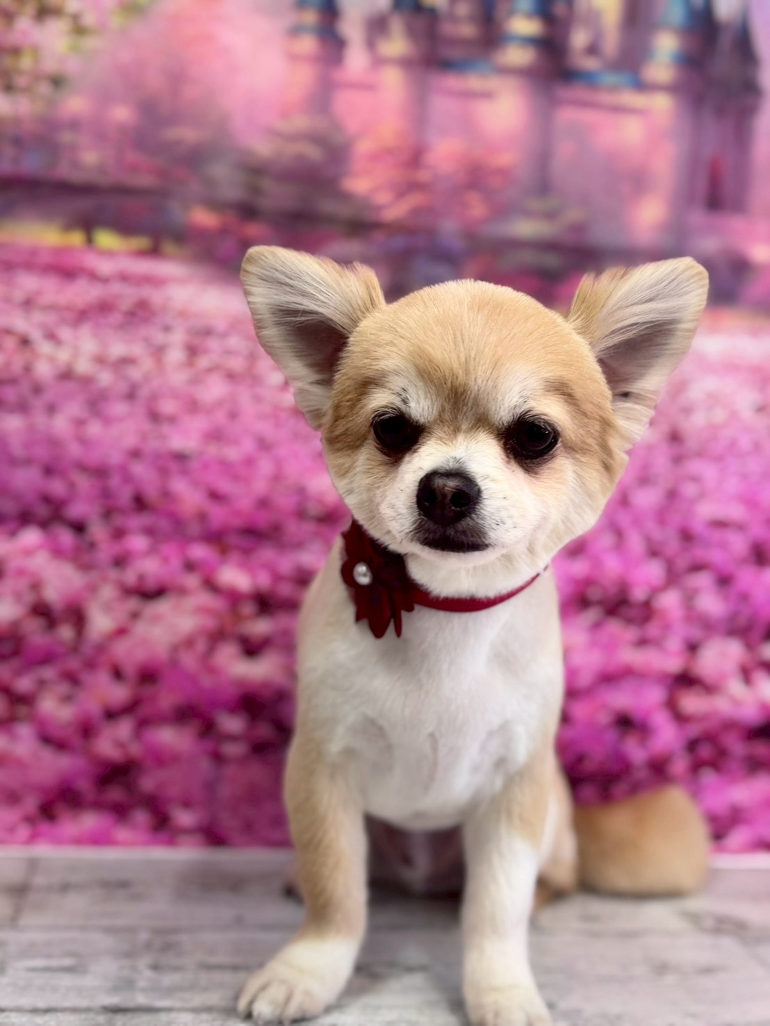 �I���[�W�� �挎�̂��q�l