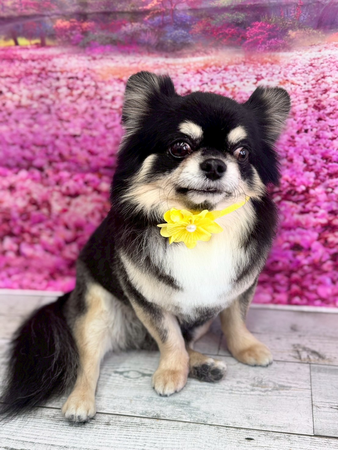 �I���[�W�� �挎�̂��q�l