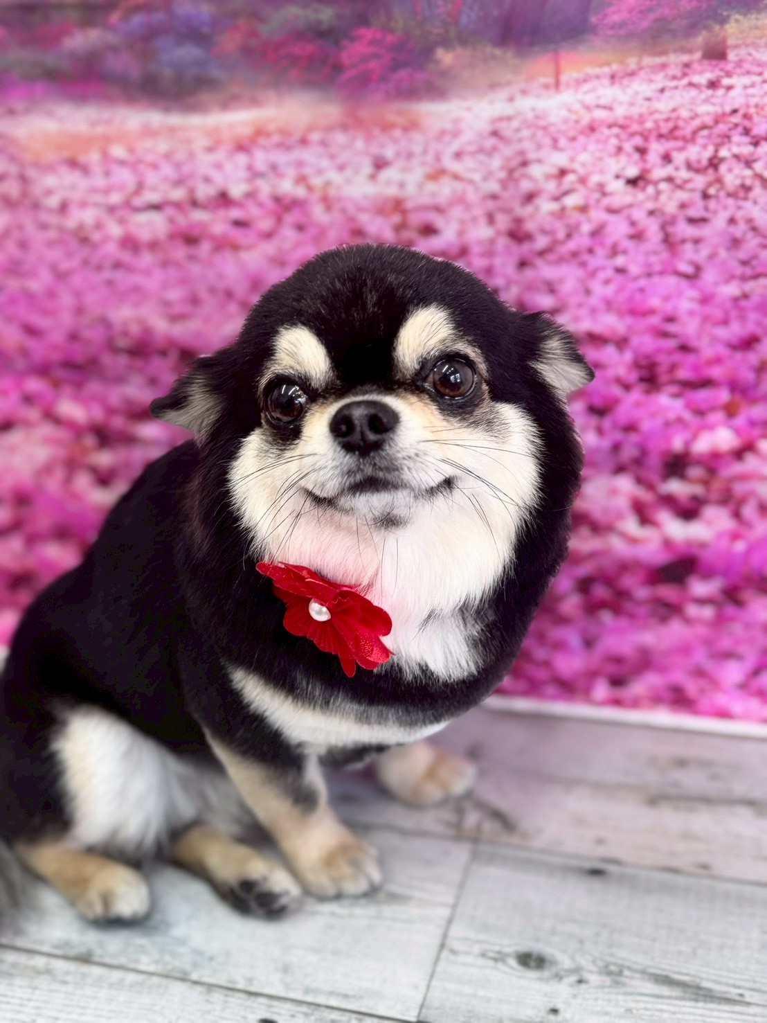 �I���[�W�� �挎�̂��q�l