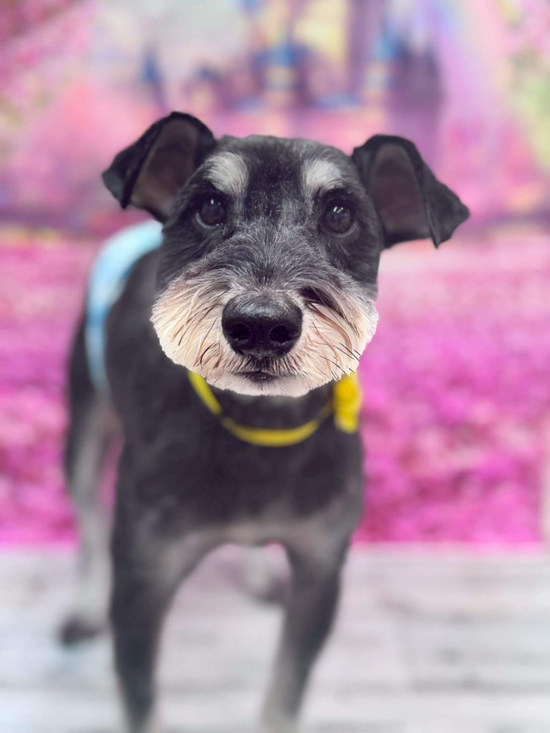 �I���[�W�� �挎�̂��q�l