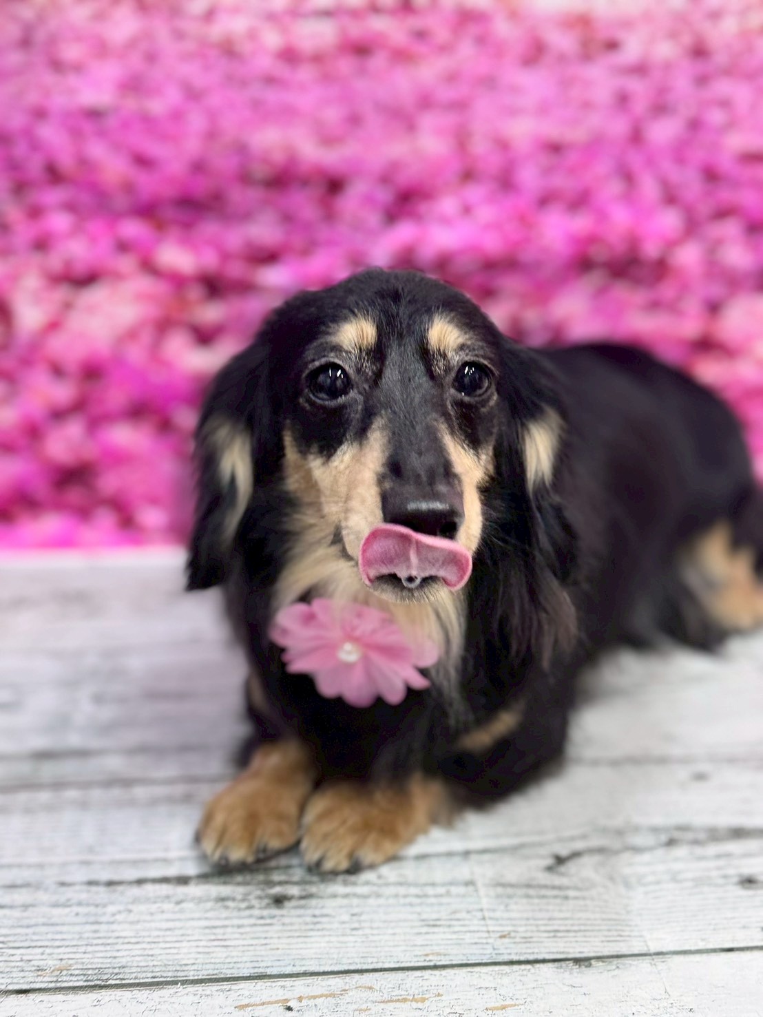 �I���[�W�� �挎�̂��q�l