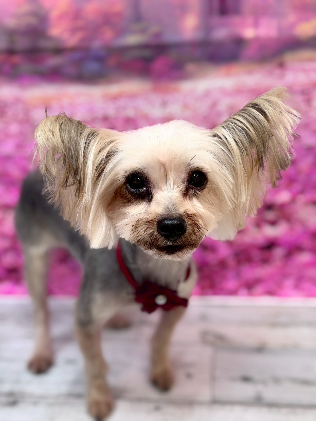 �I���[�W�� �挎�̂��q�l