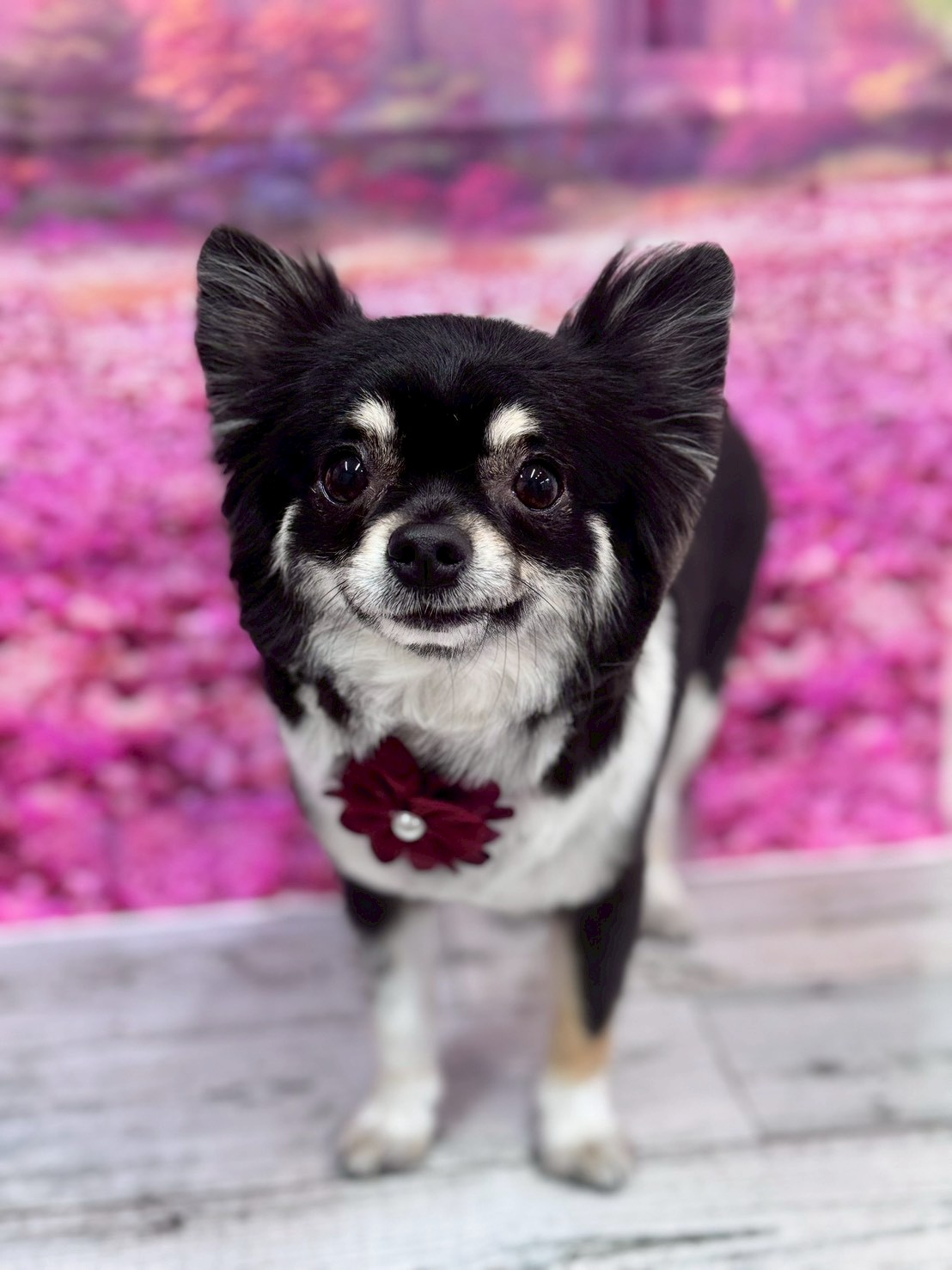 �I���[�W�� �挎�̂��q�l