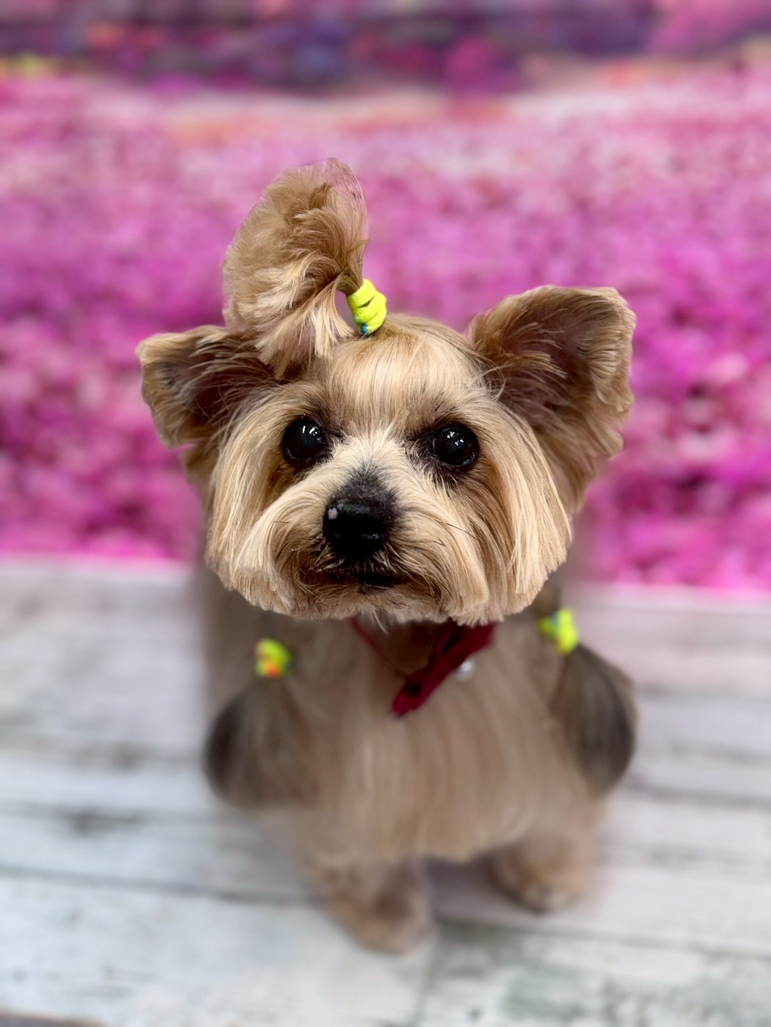 �I���[�W�� �挎�̂��q�l