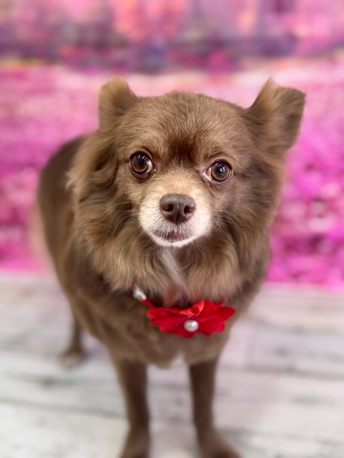 �I���[�W�� �挎�̂��q�l