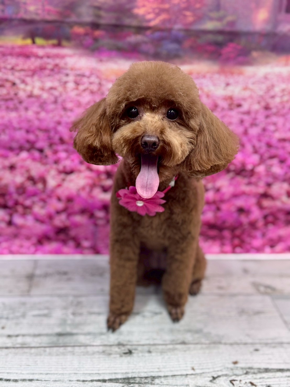 �I���[�W�� �挎�̂��q�l