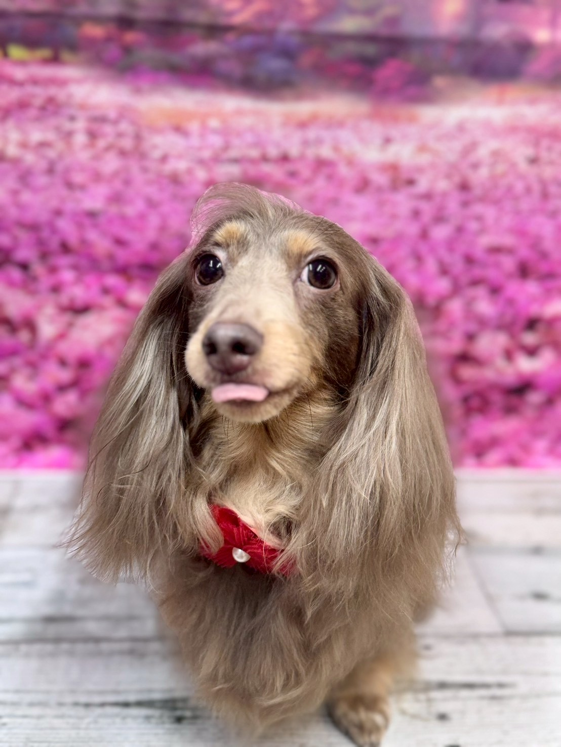 �I���[�W�� �挎�̂��q�l