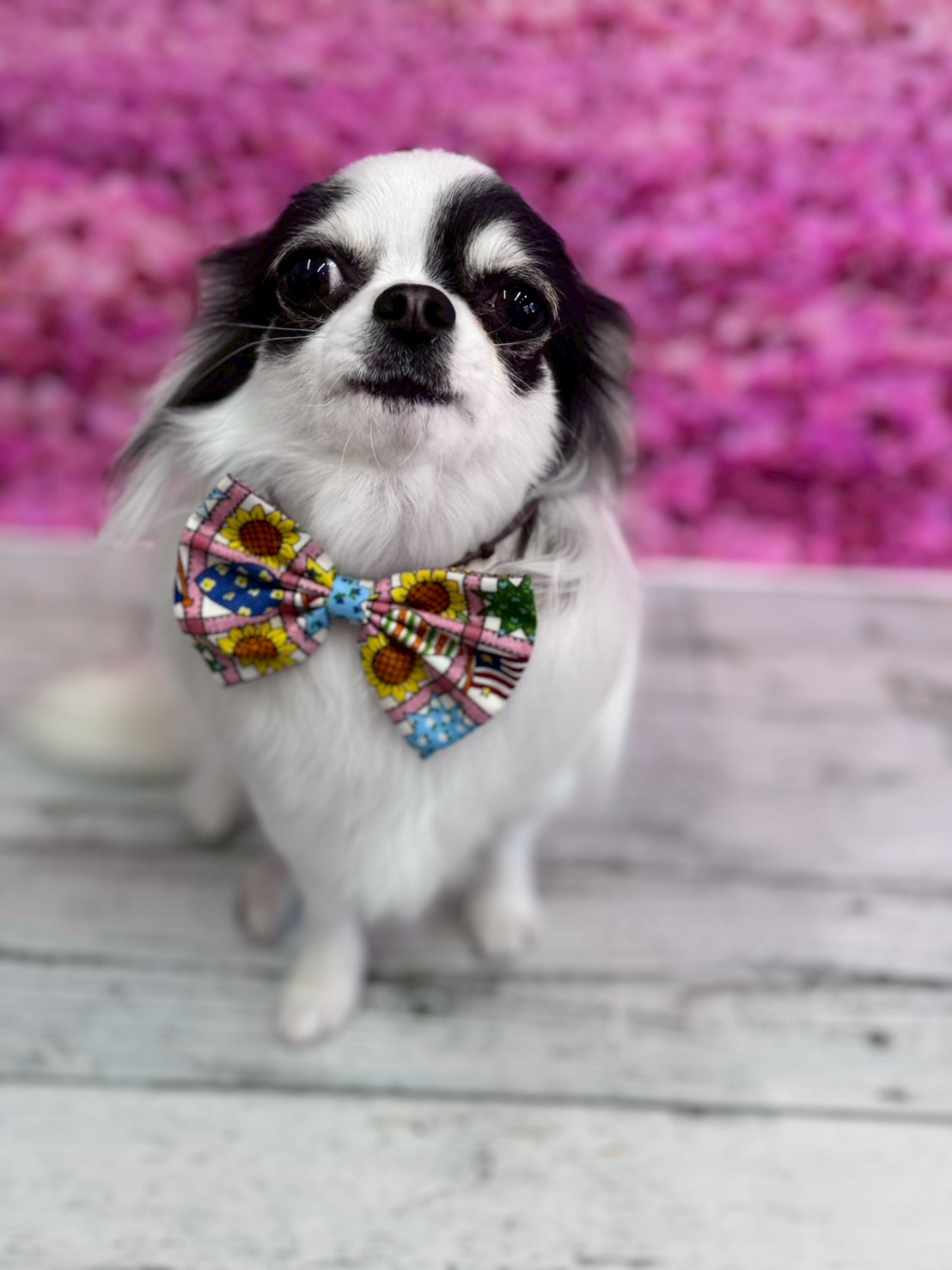 �I���[�W�� �挎�̂��q�l