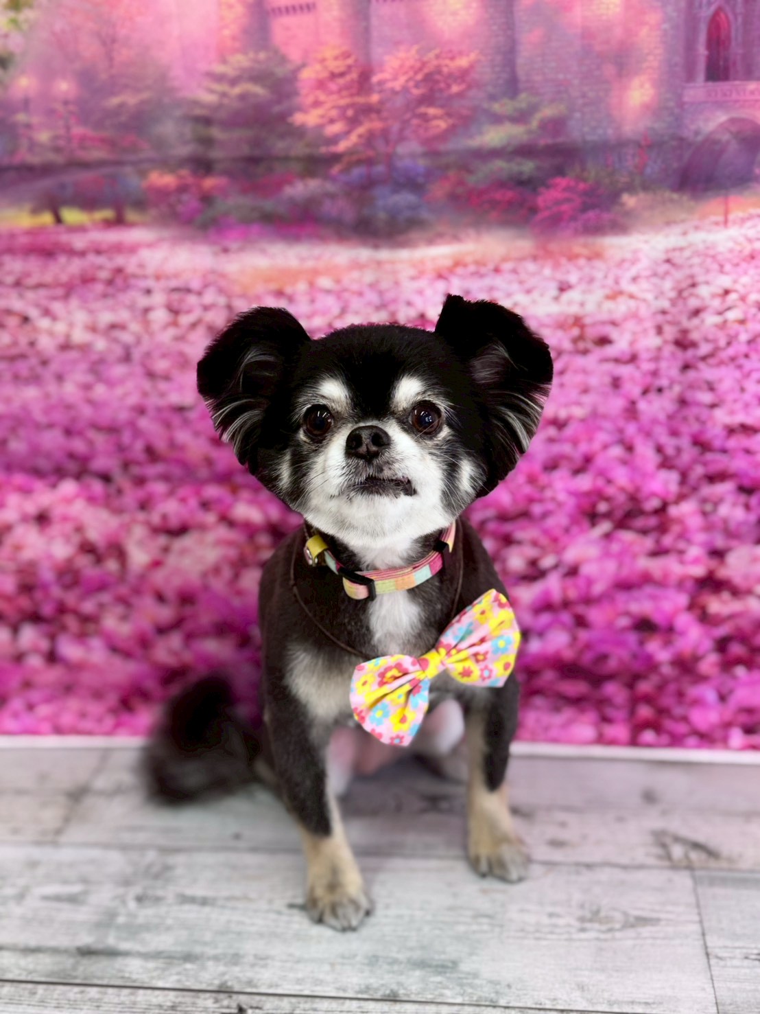 �I���[�W�� �挎�̂��q�l