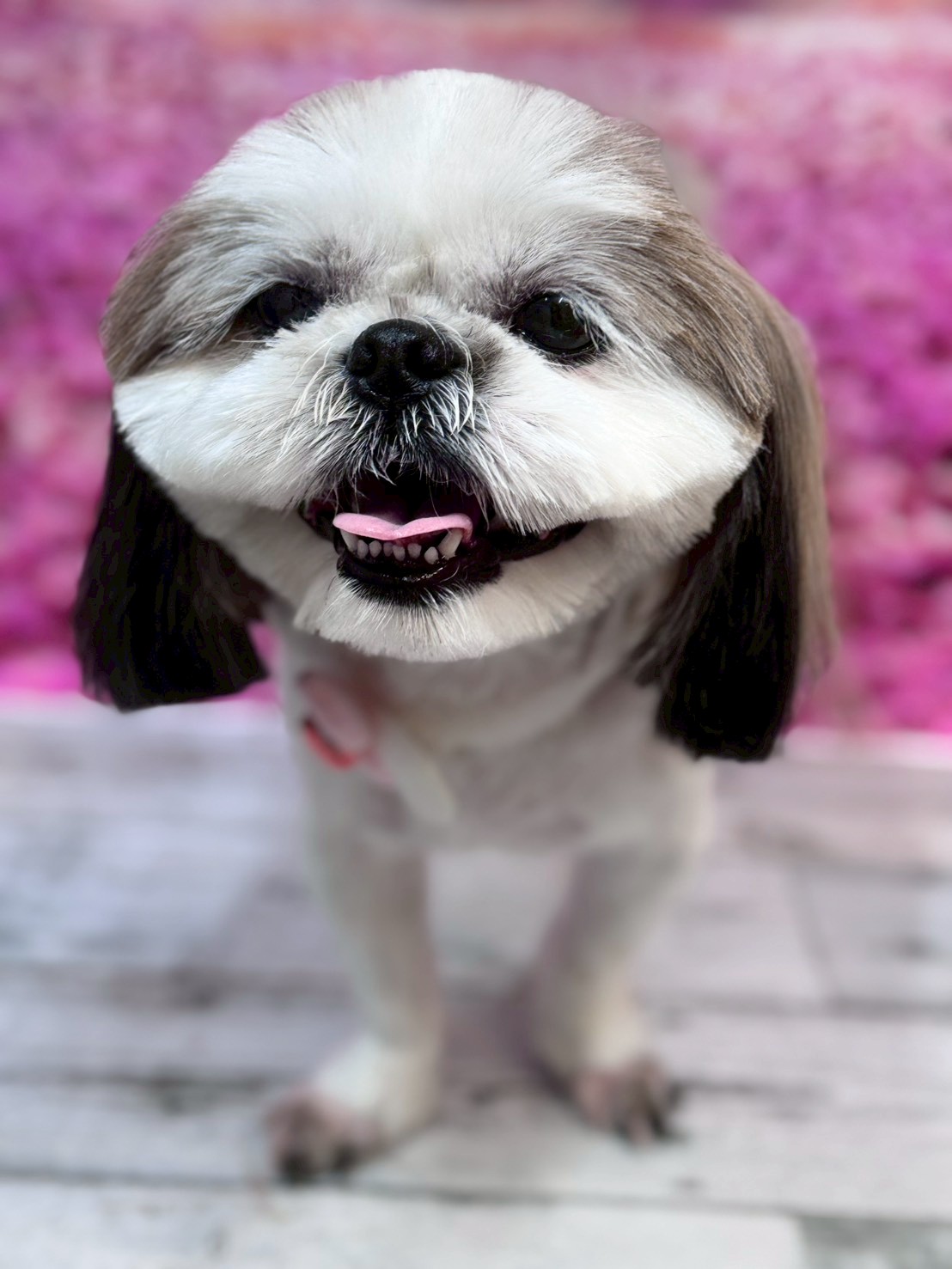 �I���[�W�� �挎�̂��q�l