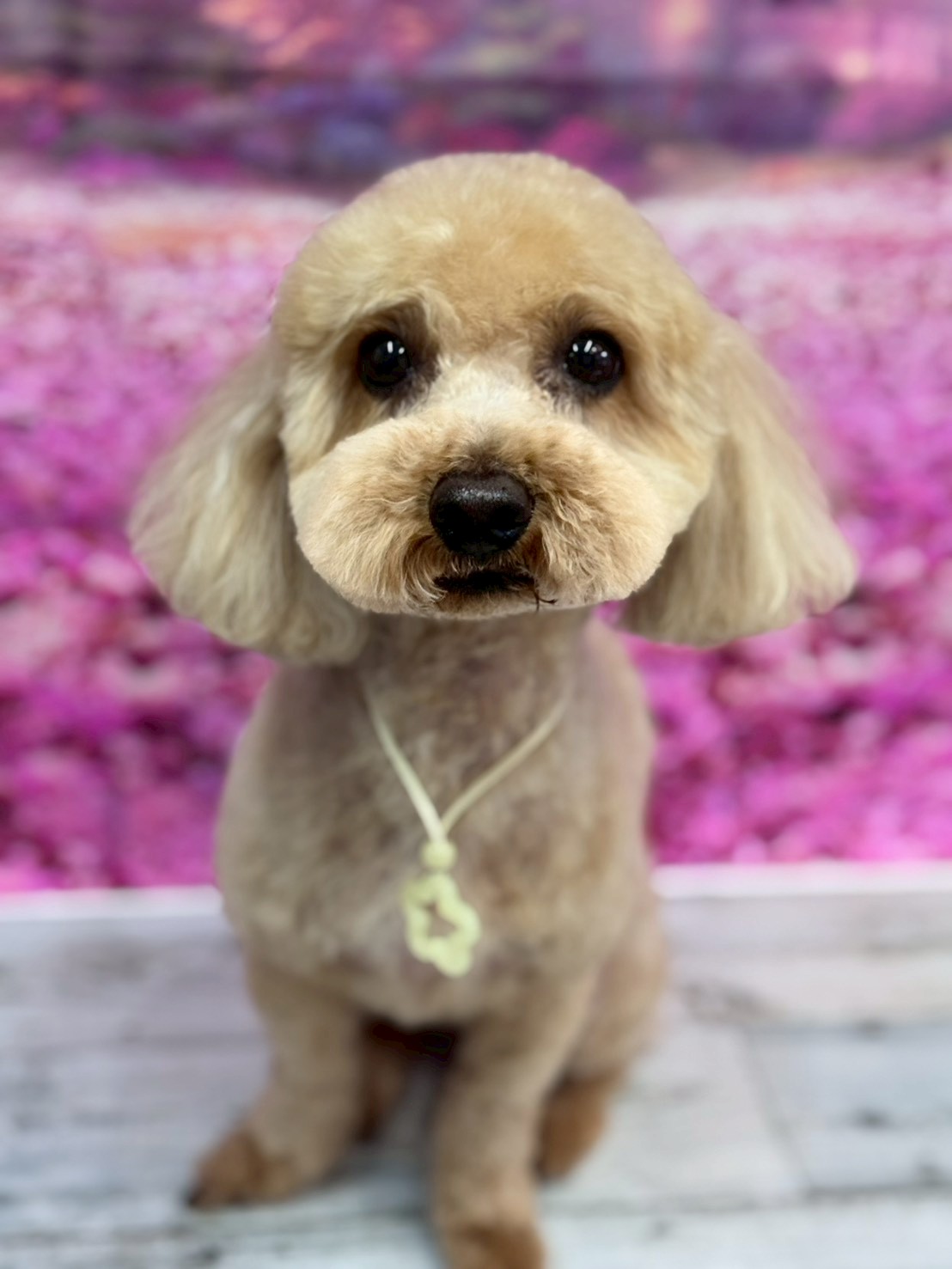 �I���[�W�� �挎�̂��q�l