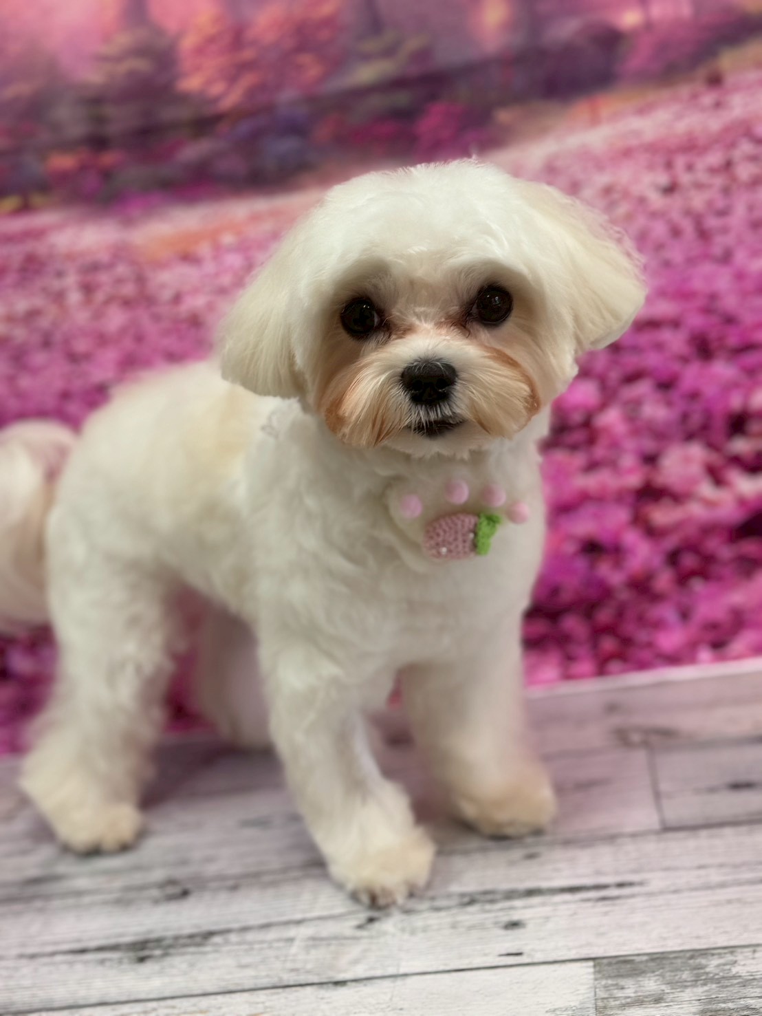 �I���[�W�� �挎�̂��q�l