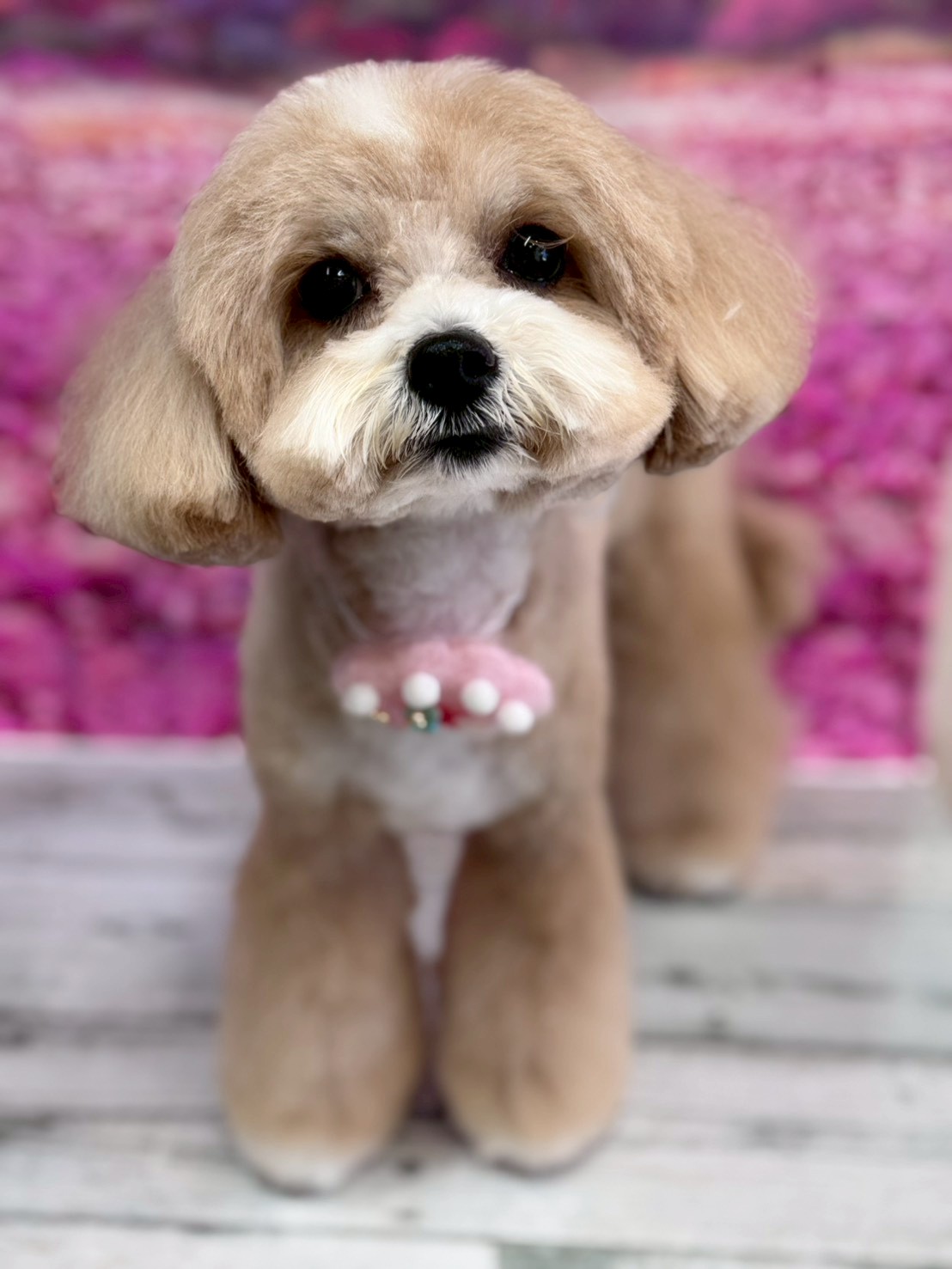 �I���[�W�� �挎�̂��q�l