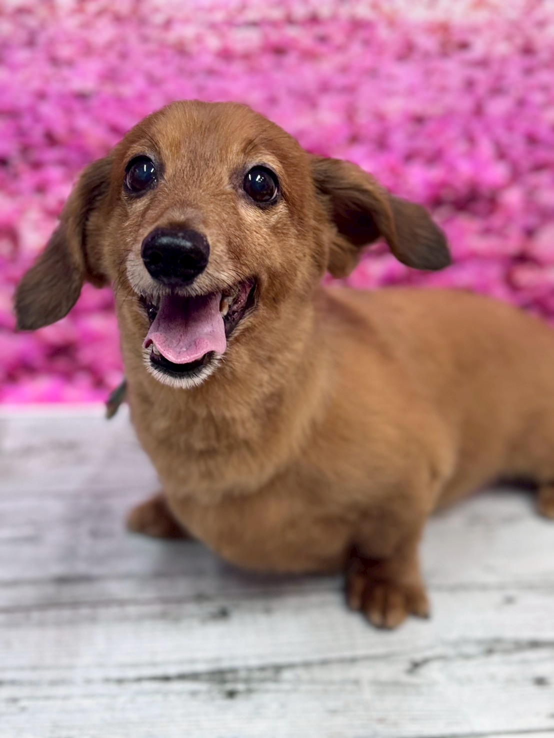 �I���[�W�� �挎�̂��q�l