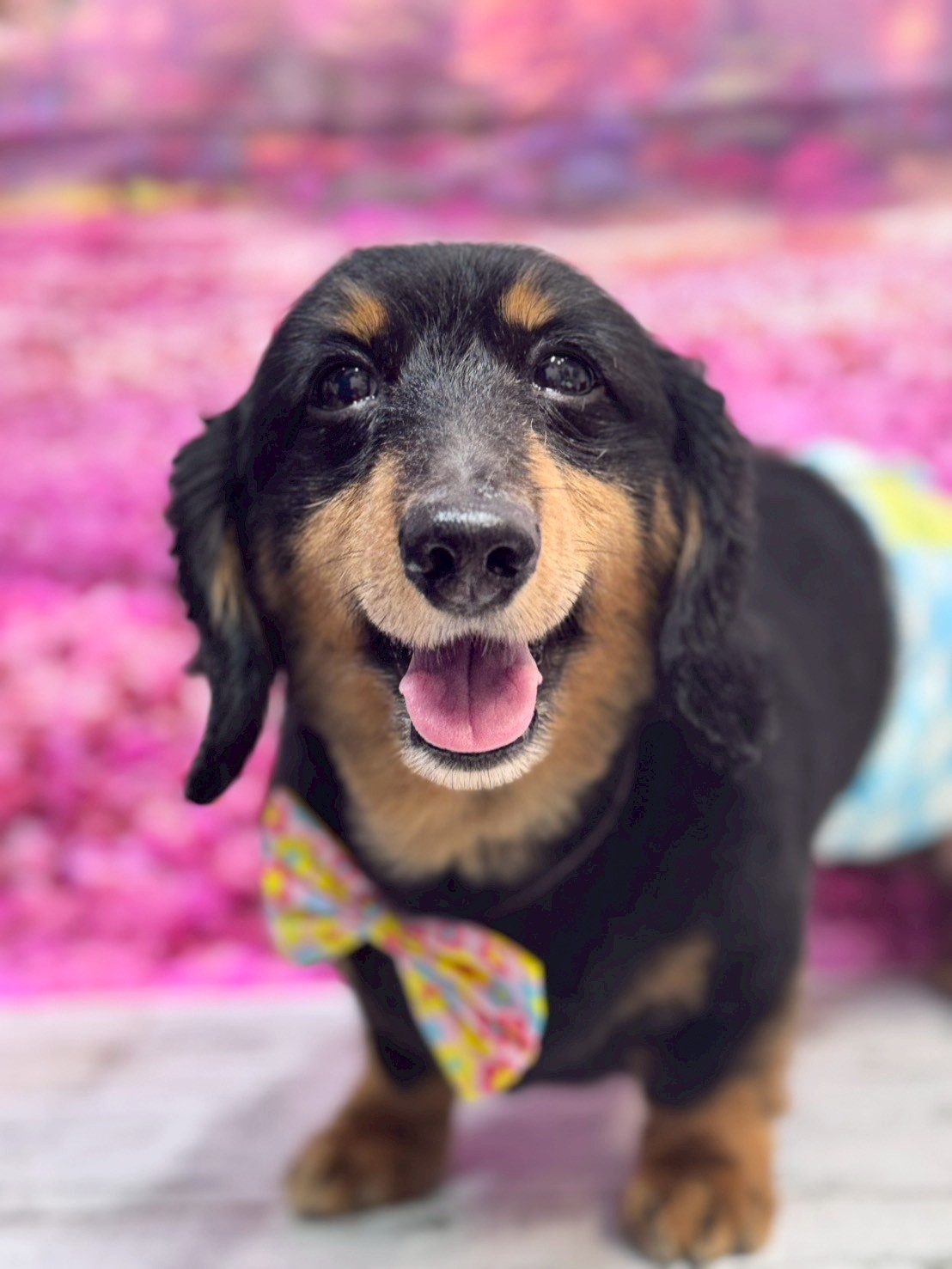 �I���[�W�� �挎�̂��q�l