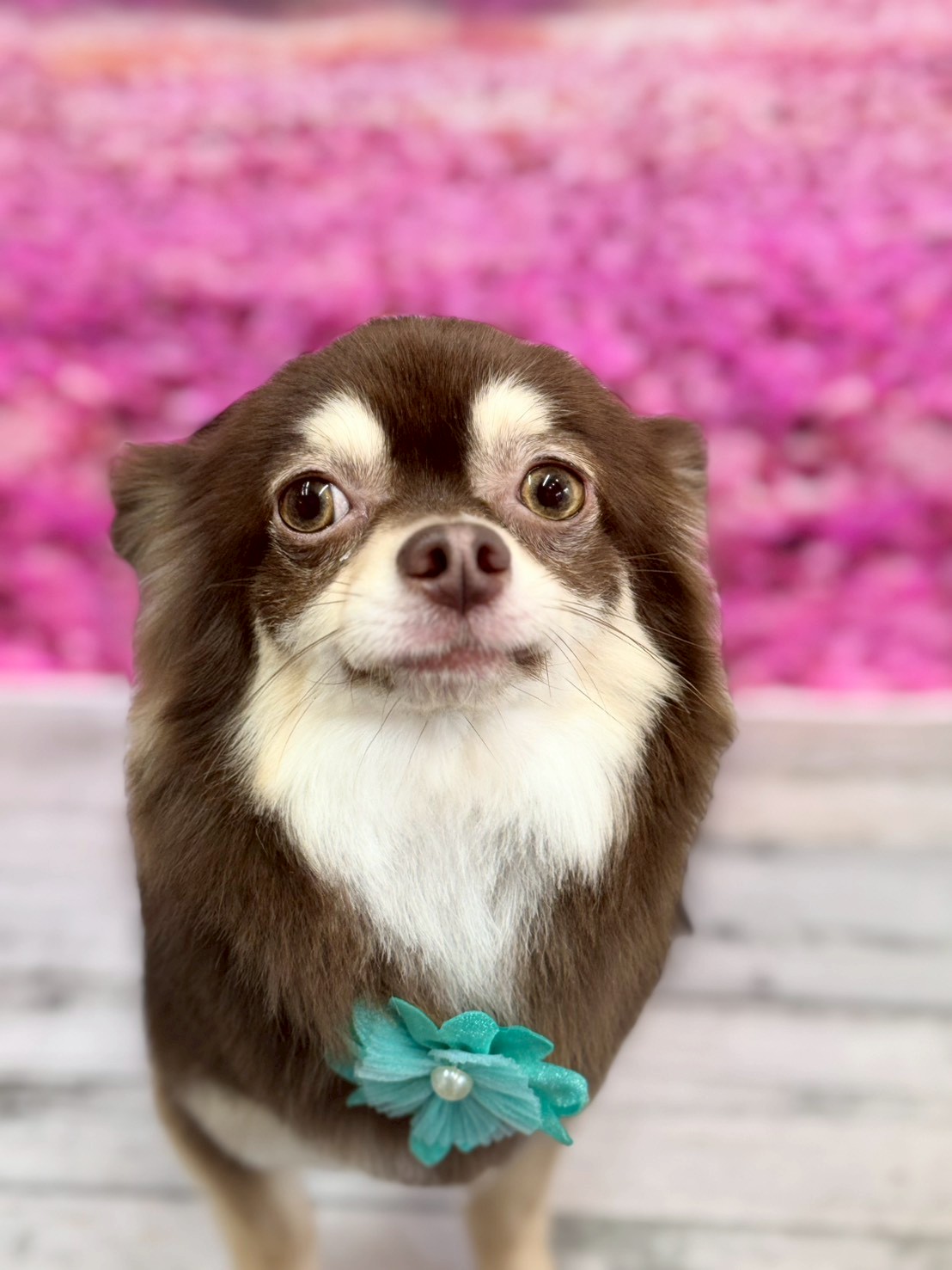 �I���[�W�� �挎�̂��q�l